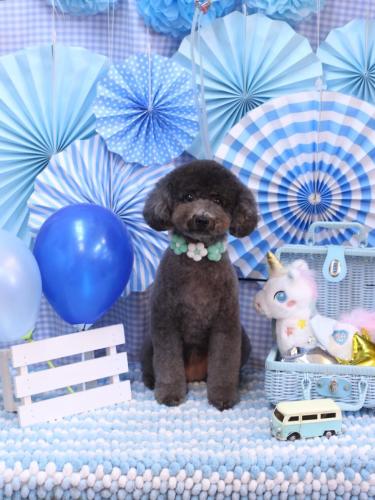 20231122chipieちゃん